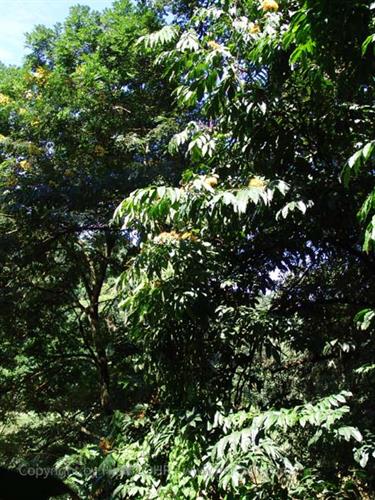 Dambulla_monastery,_Spicy-Farm,_Kandy,_DSC06464B_H600