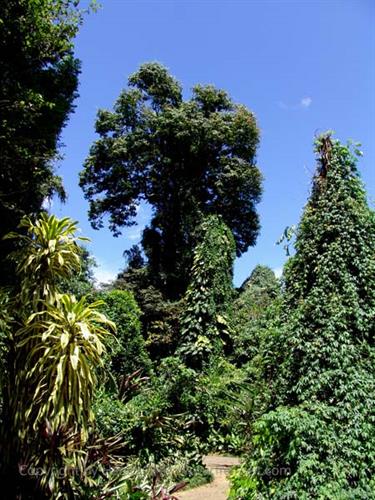 Dambulla_monastery,_Spicy-Farm,_Kandy,_DSC06492B_H600