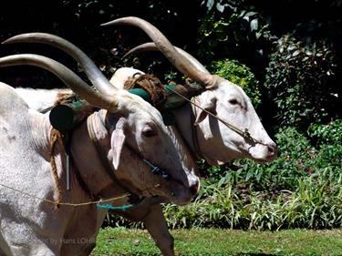 Dambulla_monastery,_Spicy-Farm,_Kandy,_DSC06494B_H600