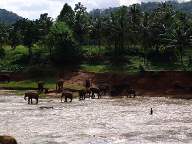 Kandy,_Elephant_camp,_DSC06577B_H600