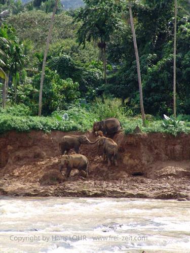 Kandy,_Elephant_camp,_DSC06578B_H600
