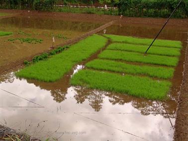 Kandy_to_Nuwara_Eliya,_DSC06792C_H600