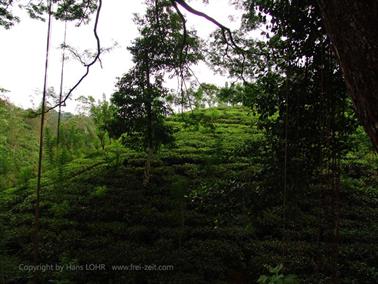 Kandy_to_Nuwara_Eliya,_DSC06809B_H600
