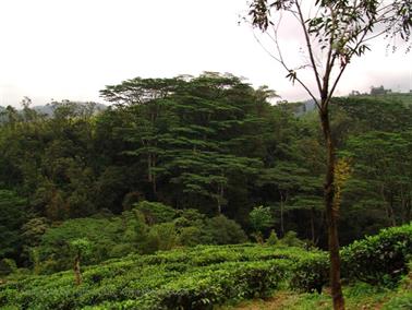 Kandy_to_Nuwara_Eliya,_DSC06828B_H600