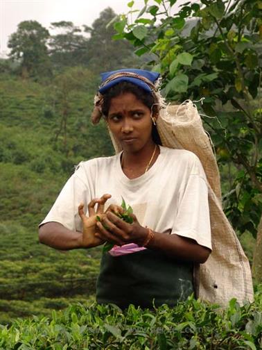Kandy_to_Nuwara_Eliya,_DSC06839B_H600