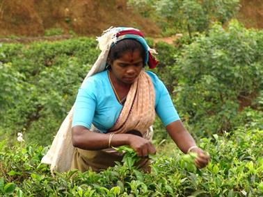 Kandy_to_Nuwara_Eliya,_DSC06840B_H600