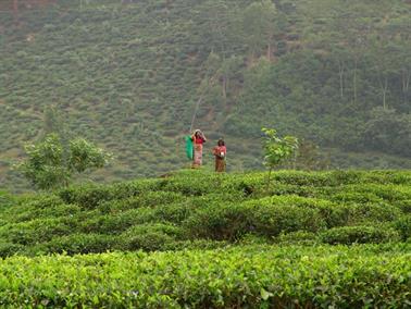 Kandy_to_Nuwara_Eliya,_DSC06845B_H600
