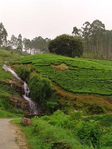 Kandy_to_Nuwara_Eliya,_DSC06855B_H600