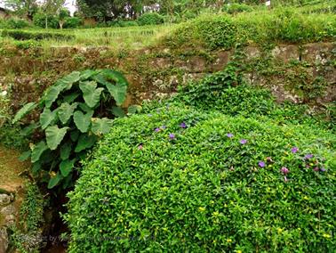 Kandy_to_Nuwara_Eliya,_DSC06859B_H600