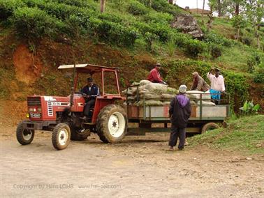 Kandy_to_Nuwara_Eliya,_DSC06860B_H600