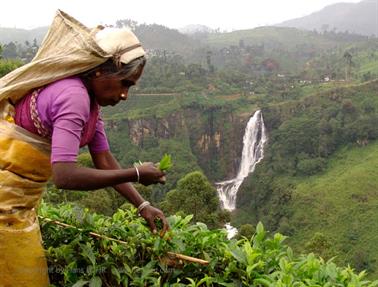 Kandy_to_Nuwara_Eliya,_DSC06882B_H600