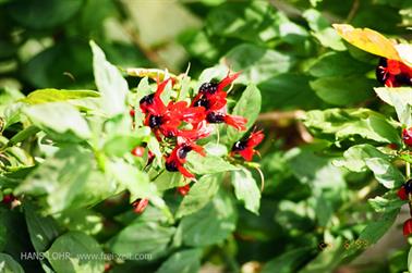Safari_Tansania_1999_06_26,_83150318_720