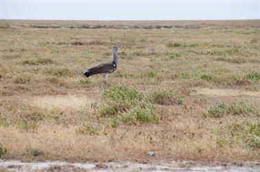 Safari_Tansania_1999_06_27,_83150147_720