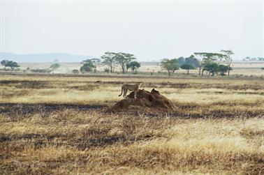 Safari_Tansania_1999_06_27,_83150227_720