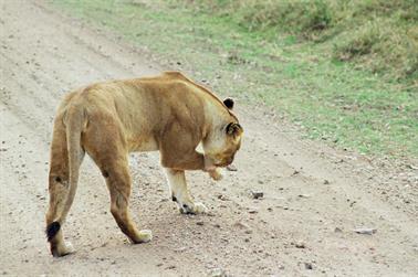 Safari_Tansania_1999_06_27,_83150232_720