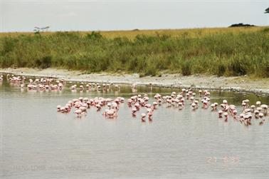 Safari_Tansania_1999_06_27,_83150242_720