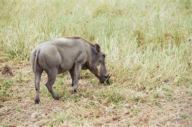 Safari_Tansania_1999_06_27,_83150246_720