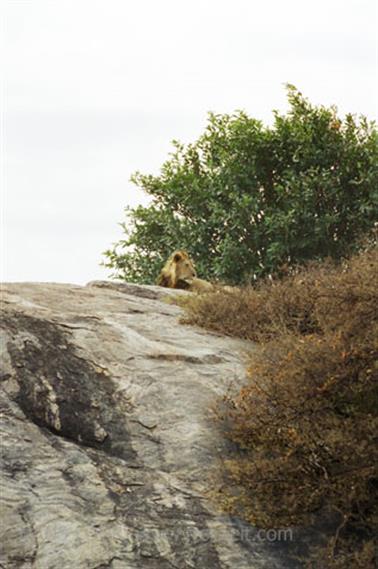 Safari_Tansania_1999_06_27,_83150249_720
