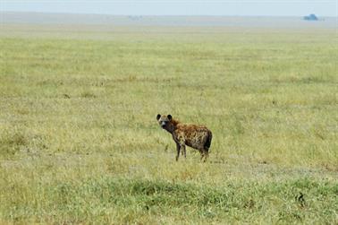 Safari_Tansania_1999_06_27,_83150250_720px