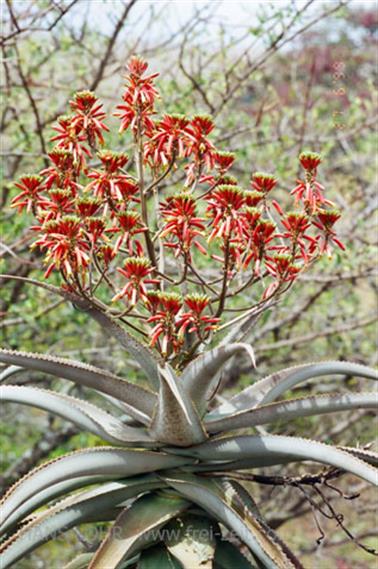 Safari_Tansania_1999_06_27,_83150255_720