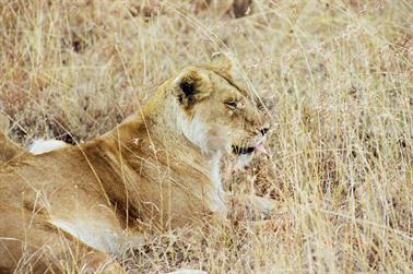 Safari_Tansania_1999_06_28,_83150201_720