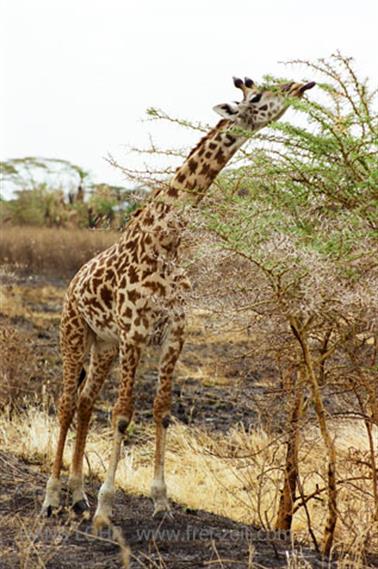 Safari_Tansania_1999_06_28,_83150207_720