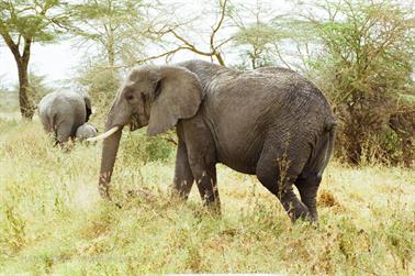 Safari_Tansania_1999_06_28,_83150212_720