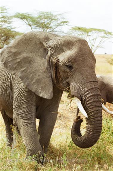 Safari_Tansania_1999_06_28,_83150213_720