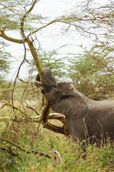 Safari_Tansania_1999_06_28,_83150214_720
