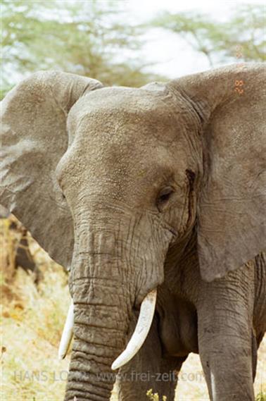 Safari_Tansania_1999_06_28,_83150215_720