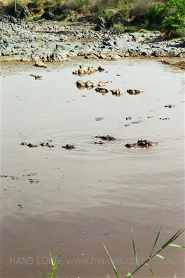 Safari_Tansania_1999_06_28,_83150220_720