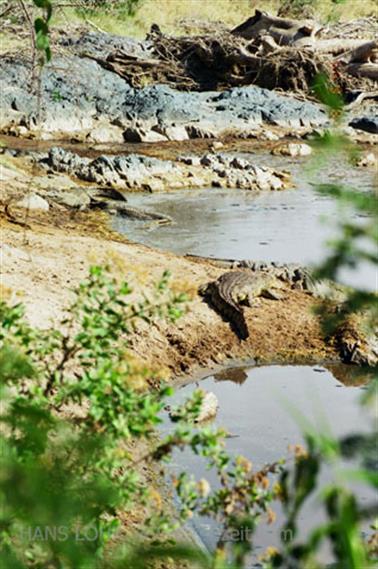 Safari_Tansania_1999_06_28,_83150221_720
