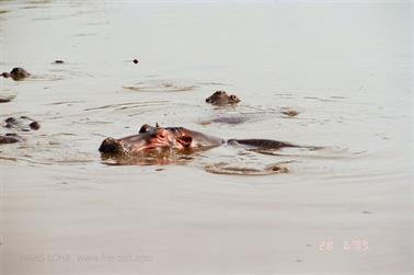 Safari_Tansania_1999_06_28,_83150345_720
