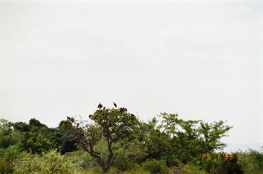Safari_Tansania_1999_06_29,_83150361_720