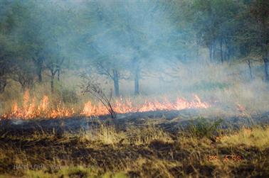Safari_Tansania_1999_06_29,_83150366_720