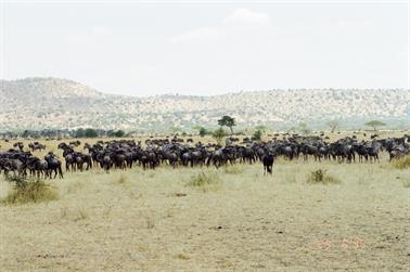 Safari_Tansania_1999_06_29,_83150372_720
