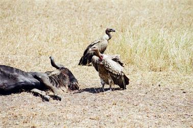 Safari_Tansania_1999_06_29,_83150376_720