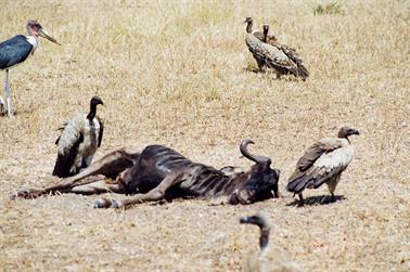 Safari_Tansania_1999_06_29,_83150377_720