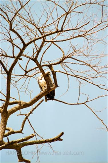 Safari_Tansania_1999_06_29,_83150384_720