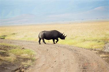 Safari_Tansania_1999_06_30,_83150280_720
