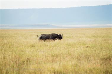 Safari_Tansania_1999_06_30,_83150281_720