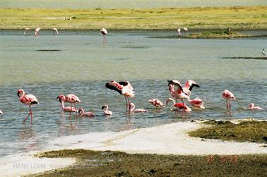 Safari_Tansania_1999_06_30,_83150290_720