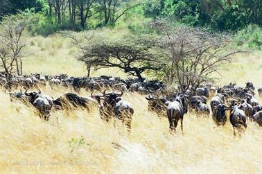 Safari_Tansania_1999_07_01,_83150110_720