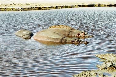Safari_Tansania_1999_07_01,_83150259_720