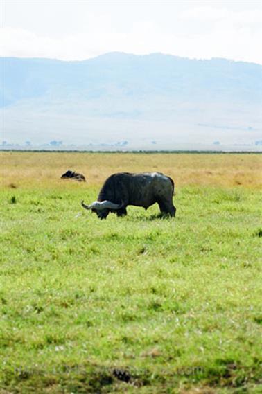 Safari_Tansania_1999_07_01,_83150263_720