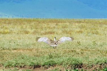 Safari_Tansania_1999_07_01,_83150266_720px