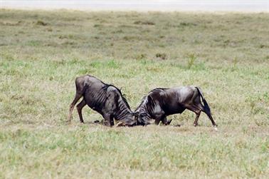 Safari_Tansania_1999_07_01,_83150268_720px