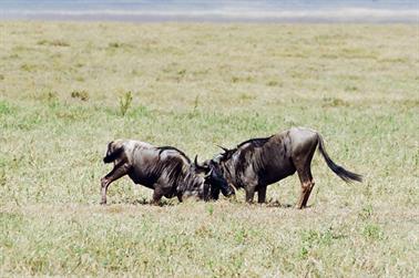 Safari_Tansania_1999_07_01,_83150269_720px