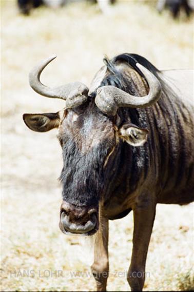 Safari_Tansania_1999_07_01,_83150275_720